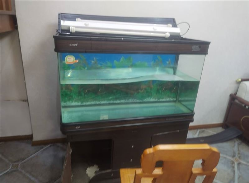 魚缸子